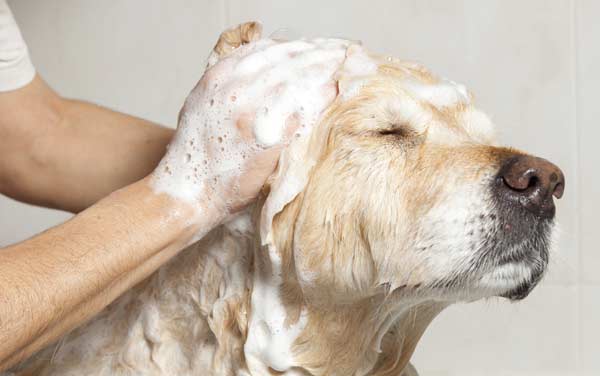 Pies: Czas na kąpiel!