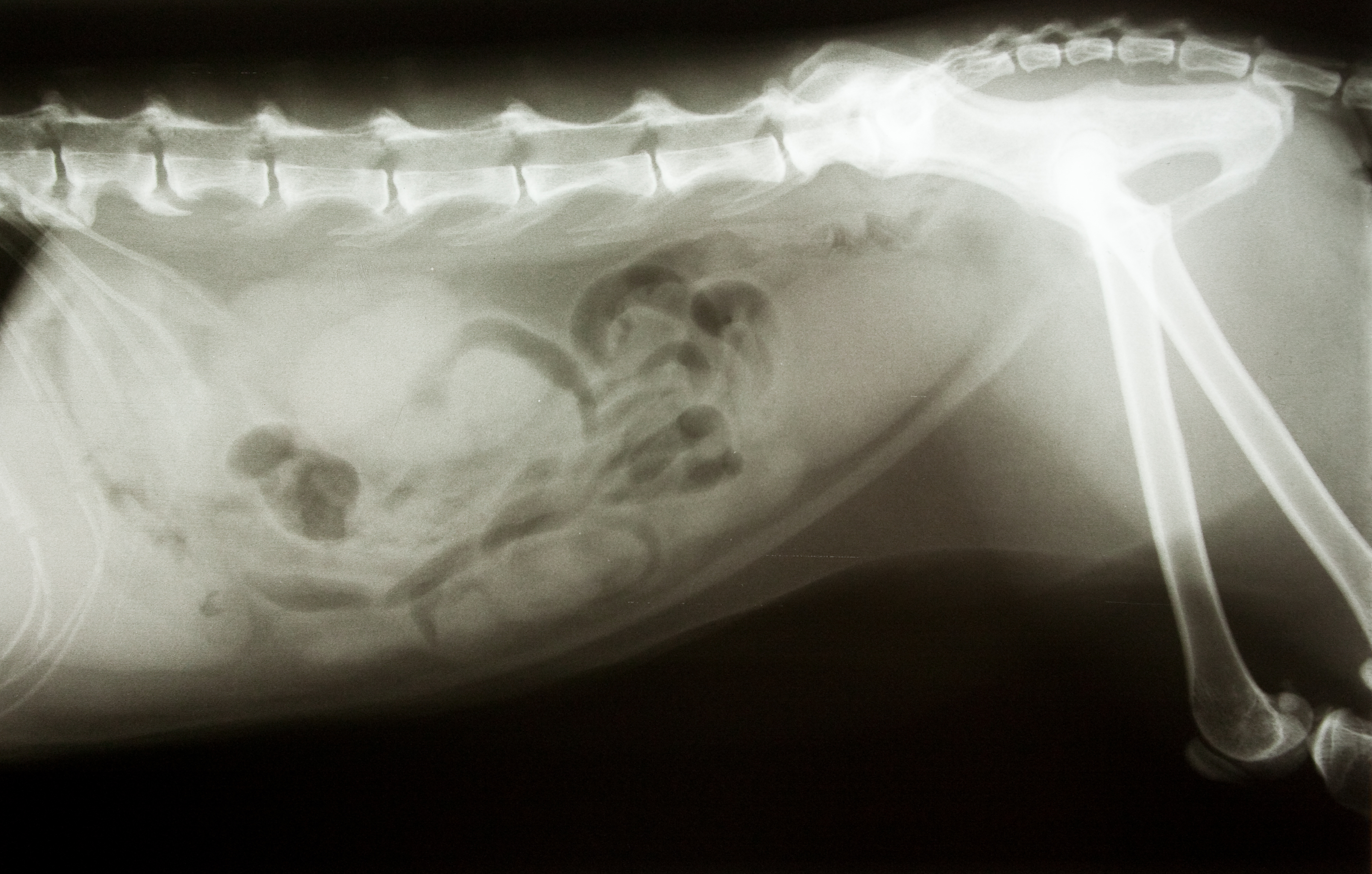 Osteoarthritis – jak chronić psa przed chorobami stawów?
