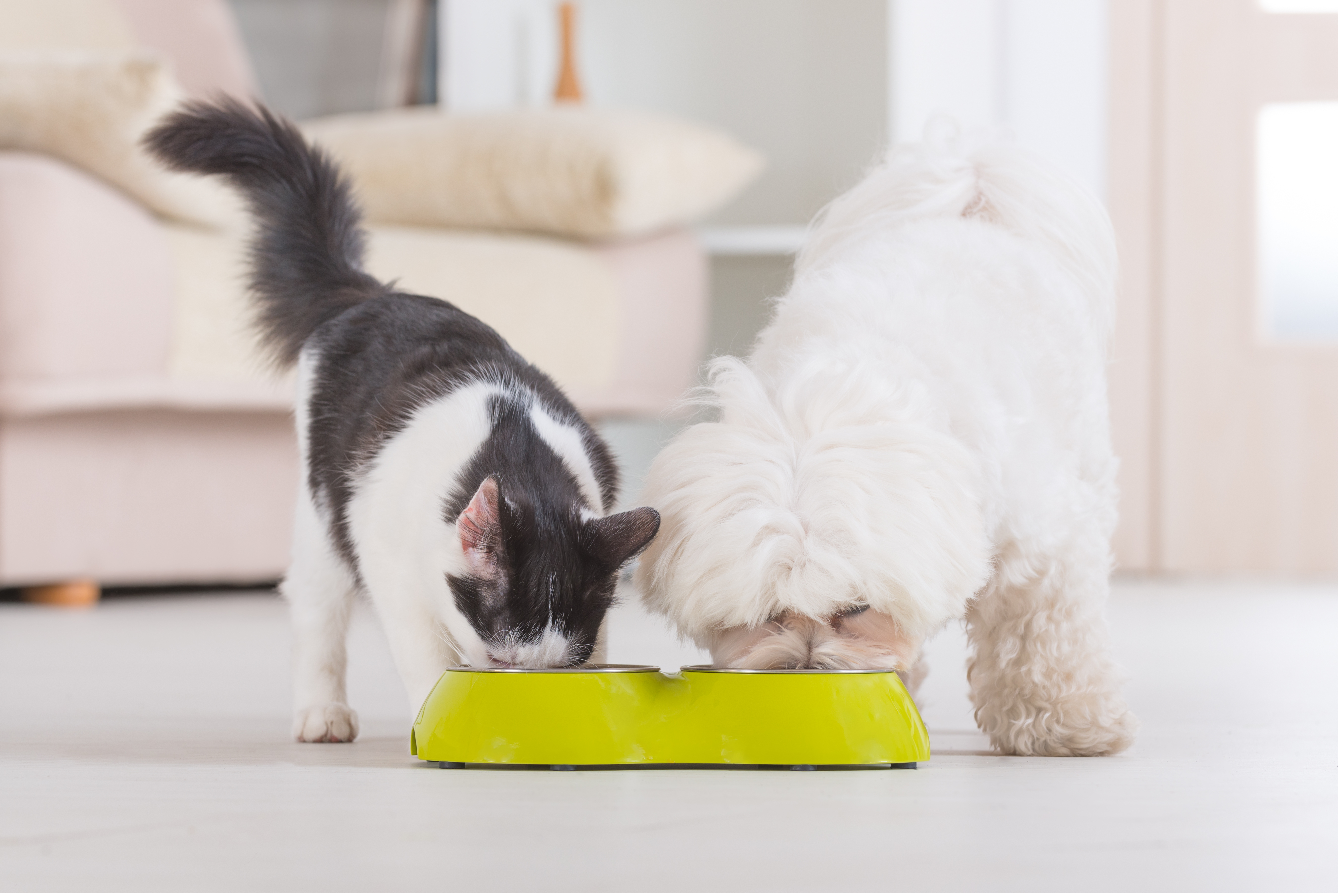 Czynniki wpływające na smakowitość karm oraz preferencje pokarmowe psów i kotów