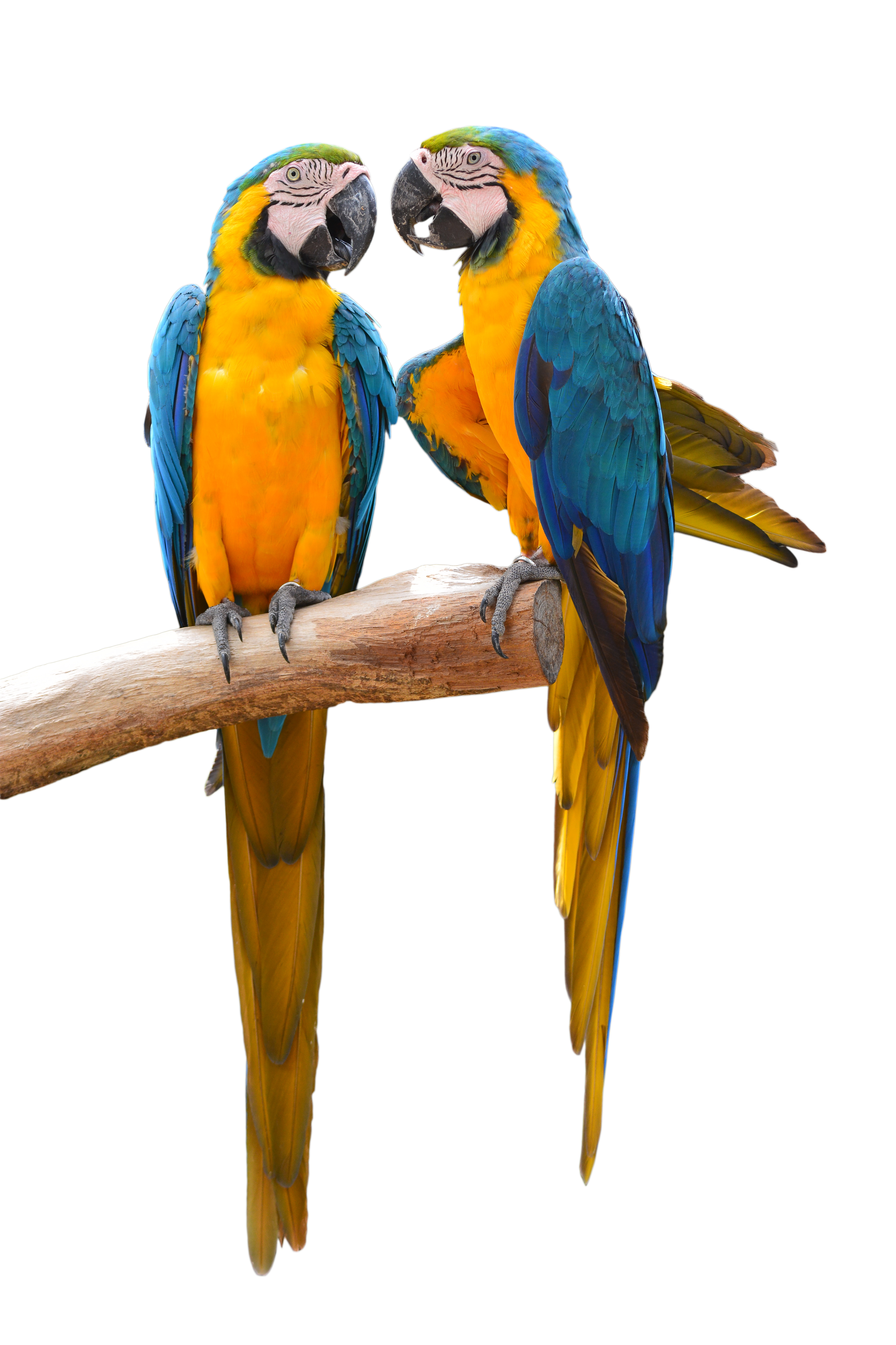 Ara – papuga koneserów | ZooBranża – Zoologia Wiedza Szkolenia Ludzie