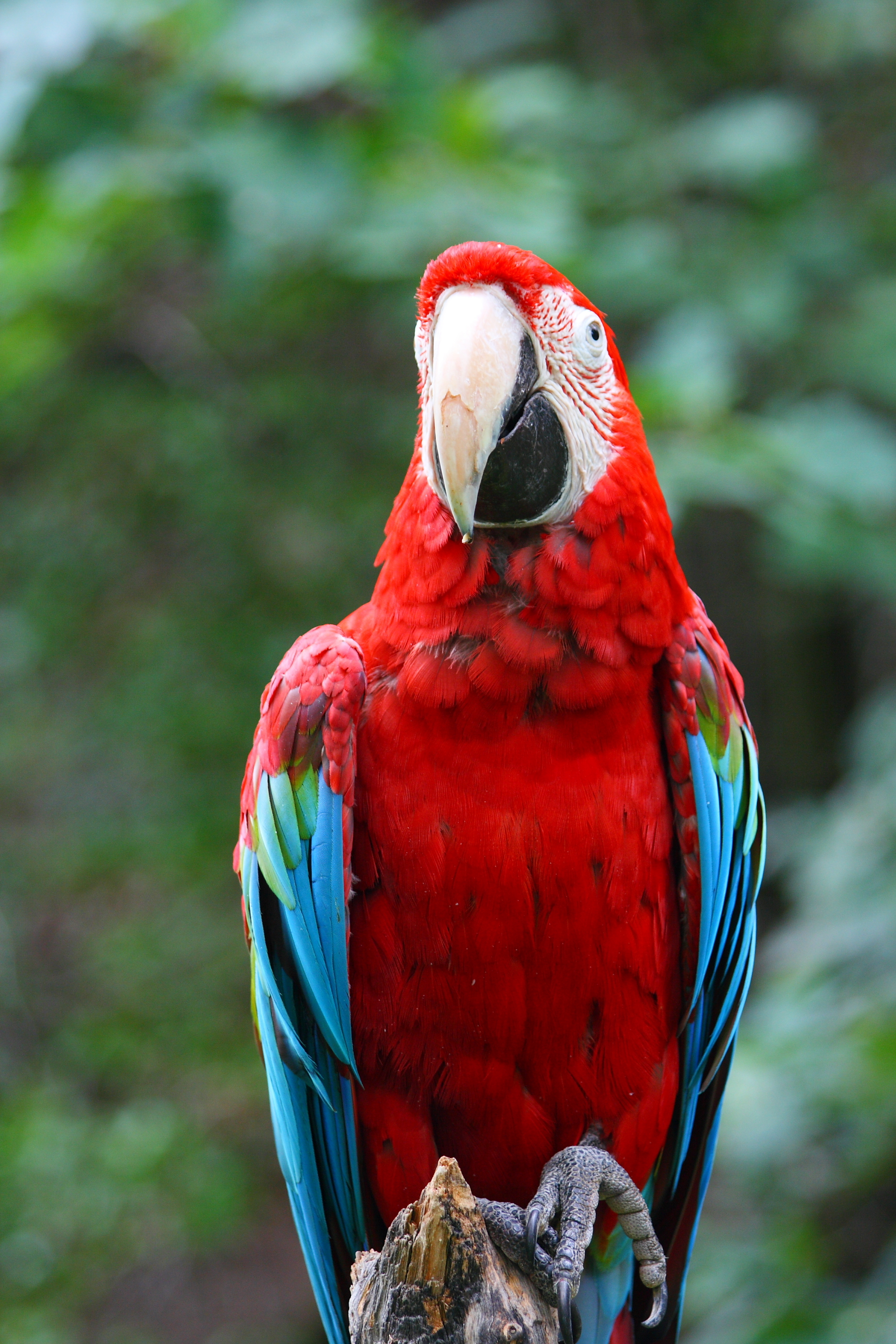 Ara – papuga koneserów | ZooBranża – Zoologia Wiedza Szkolenia Ludzie