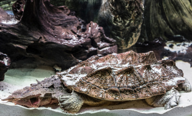 Matamata Najdziwniejszy z żółwi