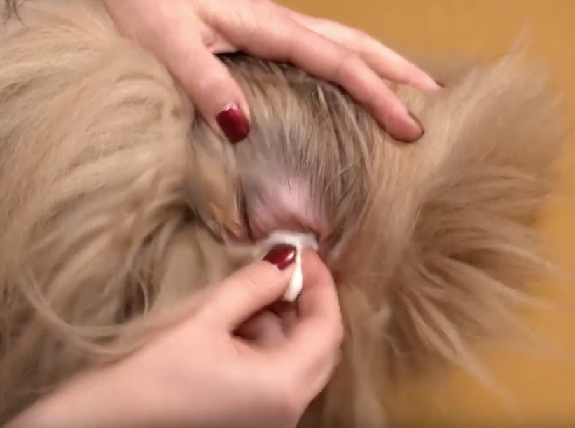 ZooBranża TV: Jak prawidłowo dbać o higienę uszu psa?