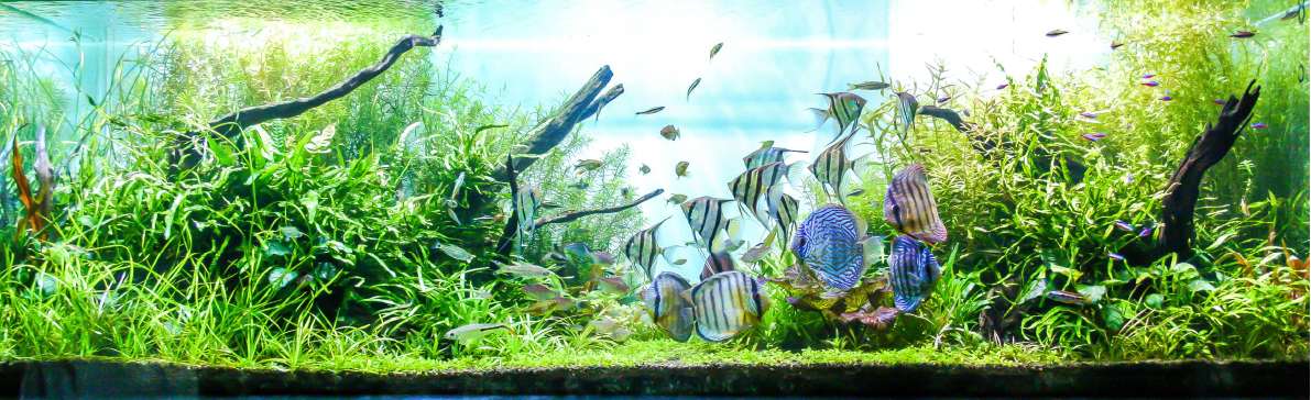 Occasionally vacancy Magnetic Dziesięć problemów w pielęgnacji akwarium. Co poradzić akwaryście? (cz. 1)  | ZooBranża – Zoologia Wiedza Szkolenia Ludzie