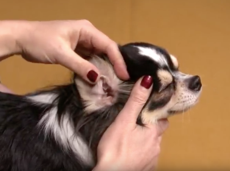 ZooBranża TV: Jak prawidłowo dbać o higienę uszu psa?