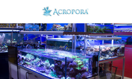 ACROPORA – salon akwarystyki morskiej