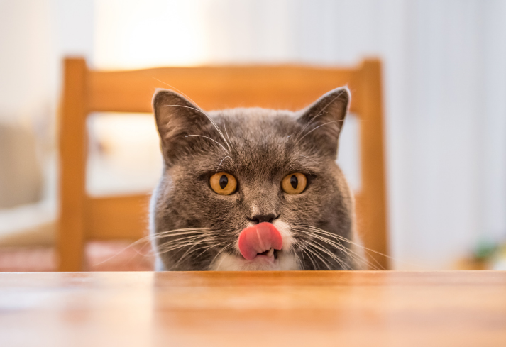 Karmy mokre! Znaczenie karm mokrych w diecie kota