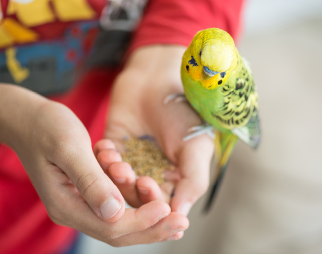 W ptasiej misce – Jak sprzedawać pokarmy dla ptaków?