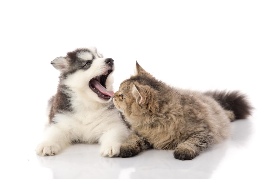Żywienie psów i kotów a pielęgnacja zębów