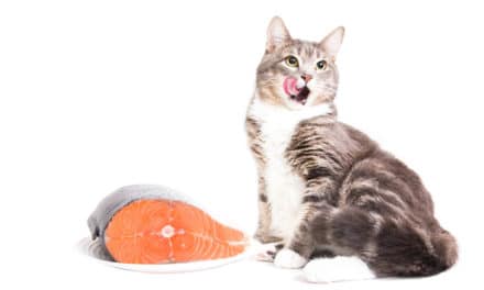 Karmy z rybami dla kotów. Komu i jak je polecać?