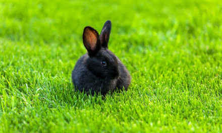 W zgodzie z naturą! Najnowsze trendy na rynku karm dla królików i gryzoni