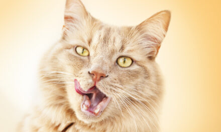 Czy kot potrzebuje nutraceutyków? Substancje aktywne w diecie kota i kociego seniora