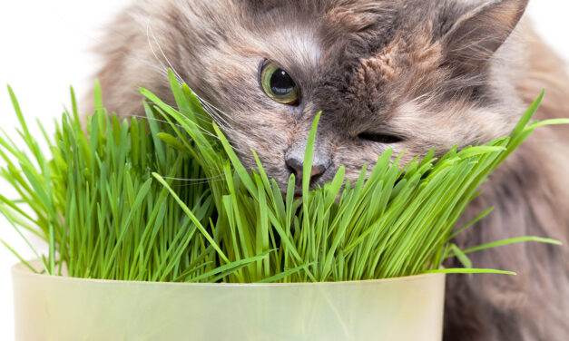Dlaczego kot lubi trawę?