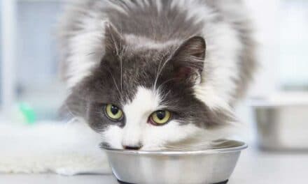 Pełnoporcjowa czy uzupełniająca? Czym różnią się karmy dla kotów i jakie ma to znaczenie dla zdrowia pupila?