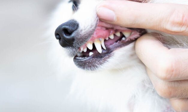 Zdrowy uśmiech Jak właściwie zadbać o jamę ustną i zęby psa
