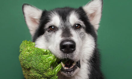 Warzywa, owoce i zioła w diecie psa. Potrzeba czy fanaberia?