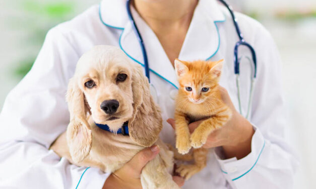 Karmy dla psich i kocich alergików