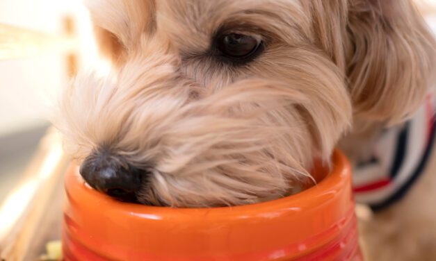 Ryż w karmie „bezzbożowej” Jak wpływa na żywienie psa?