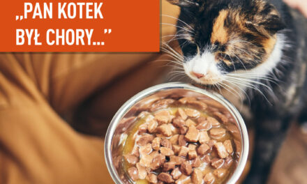 „Pan kotek był chory…”, czyli jak karmić koty przy najczęstszych problemach zdrowotnych?