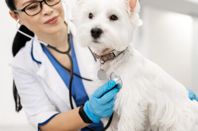 Dochodzenie FDA w sprawie powiązania kardiomiopatii rozstrzeniowej (DCM) u psów z karmami zakończone