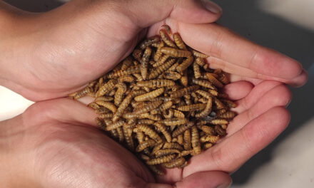Karmy z owadami chętnie zjadane przez psy i koty￼