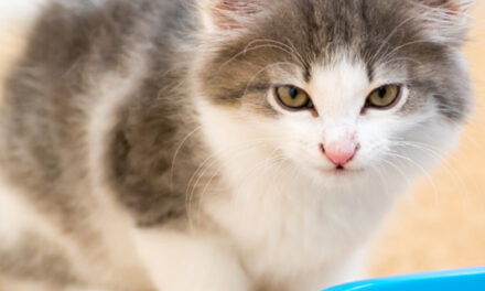 Drożdże Torula jako nowe źródło białka w karmach dla kotów?