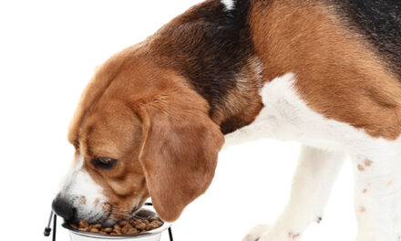 Antyoksydanty z karm dla psów nie mają wpływu na wyniki badań biochemicznych krwi psów