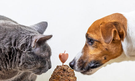 Psie i kocie zmysły… czy atrakcyjność jedzenia jest ważna?