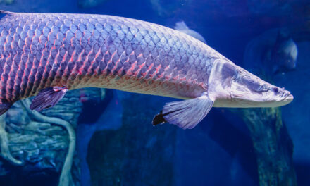 Arapaima. Największa ryba (akwariowa) świata