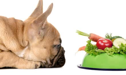 Dieta roślinna dobrze wpływa na zdrowie psów