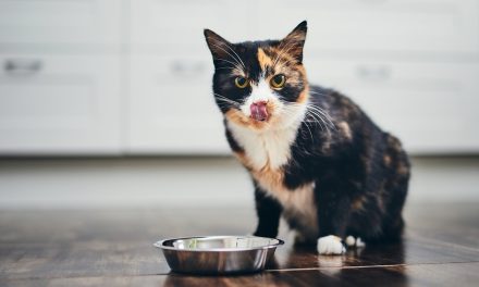 Syndrom głodu u kotów. Jak sobie z nim radzić?