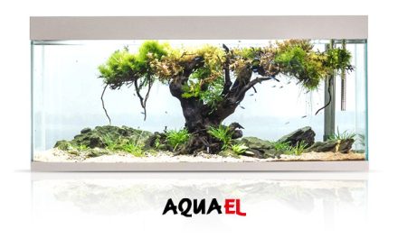 Aquael sponsorem BIOTOPE AQUARIUM CONTEST 2023