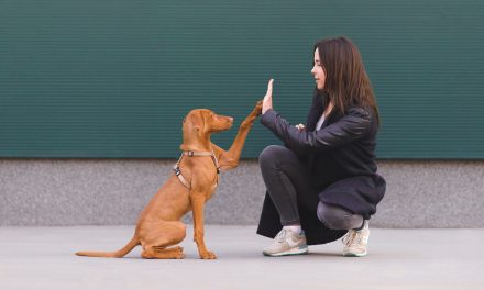 Podstawy szkolenia psów. Jak zacząć?