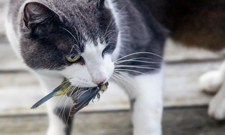 Czy zmiana diety spowoduje, że kot domowy będzie gatunkiem mniej inwazyjnym?