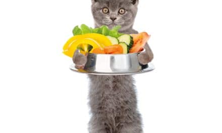 Czy dieta wegańska może być dobra dla kotów?