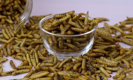 Rośnie wartość rynku insect pet food