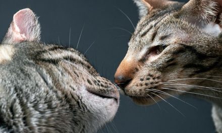 Jak bakterie pomagają się kotom komunikować