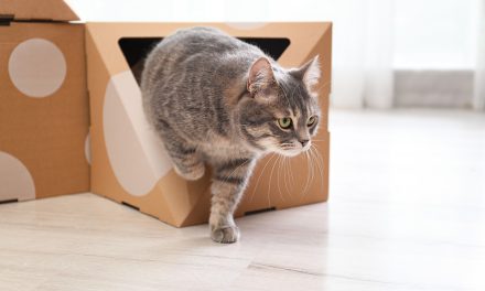 Kot – pierwsze dni w nowym domu – adaptacja