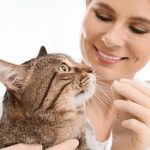 Tęgoryjce – groźne robaki u kotów