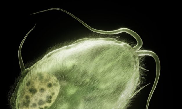 Giardia – zagrożenie pasożytnicze