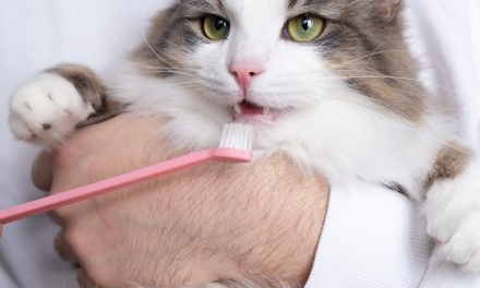 Trening medyczno-pielęgnacyjnydla kotów