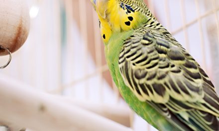 Co trzeba wiedzieć o potrzebach papug?