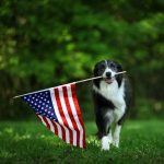 Projekt ustawy dotyczącej karmy dla zwierząt domowych w USA