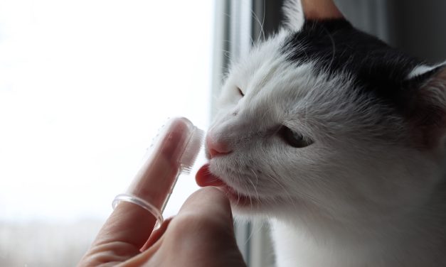 Jak zadbać o higienę jamy ustnej kota?