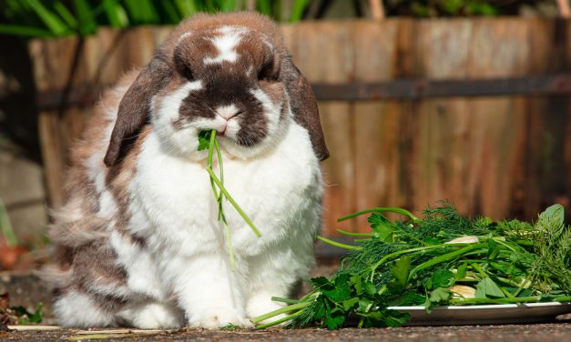 Żywienie królików mini lop