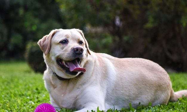 Mutacja genetyczna powoduje skłonność do otyłości u labradorów