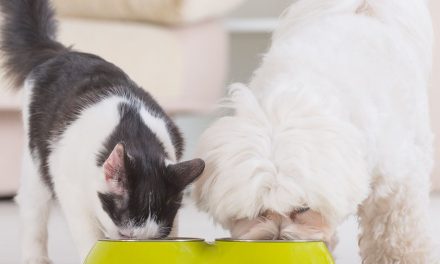 Wpływ postbiotyków na zdrowie psów i kotów