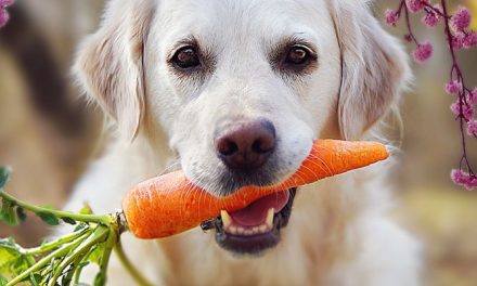 Fitozwiązki w żywieniu psów