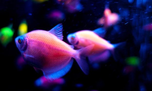 Ryby sztucznie barwionei genetycznie zmodyfikowane