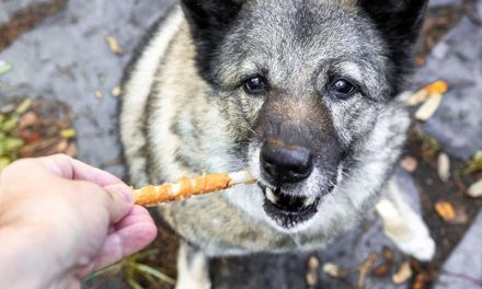 Wsparcie żywieniowe psiego seniora.  Jak dieta może pomóc w utrzymaniu zdrowia i dobrej kondycji?